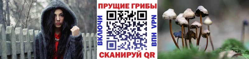 где купить наркотик  Сысерть  Галлюциногенные грибы GOLDEN TEACHER 